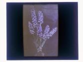 [Flowers]