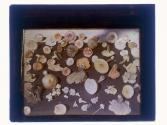 Mushrooms by Boughton at Rippen Bay