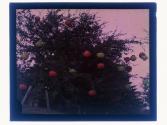 [Trees]