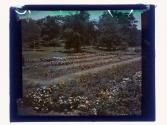 Maplewood Park