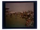 [Horses at race track]