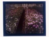 [Flowers in greenhouse]