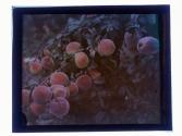 Dozen Peaches on Limb