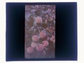 Peaches - Branch