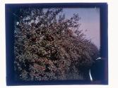 [Apples on tree]