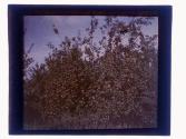 [Apples in orchard]