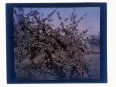 Raitz Apples - Opal