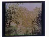 [Peaches on tree]