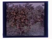 [Peaches on tree]