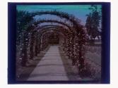 [Flower covered architecture]