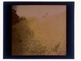 [Animal on hill]