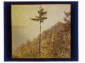 [Lone tree in landscape with water]