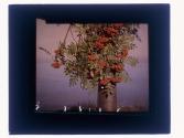 [Berries on tree]