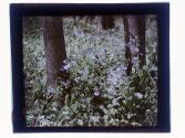 [Wild flowers]