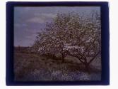 Apple Blossoms and Wild Flowers