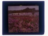 Aster Seed Farm