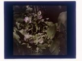 Mertinsia or Blue Bells