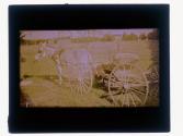 [Mule and buggy]
