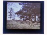 Chili Pine Trees