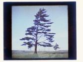 [Tree in open landscape]
