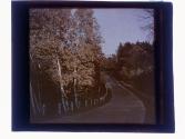 Forest Lawn