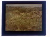 [Landscape]