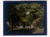 [Trees and building]