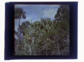 Pasadena Jungle