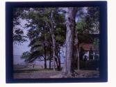 [Trees and building]