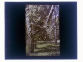 [Oak trees [?] with hanging fern]