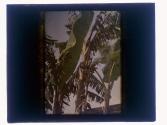 [Banana trees]