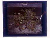 [Flowers and fruit on ice]