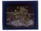 [Flowers and fruit on ice]