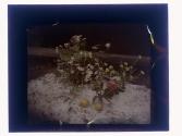 [Flowers and fruit on ice]
