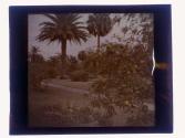 [Fruit trees]