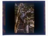 [Bannana trees]
