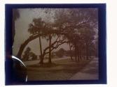 Daytona Cypress Trees