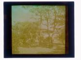 [House and trees]