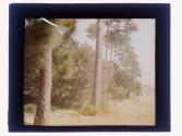 [Florida landscape with pine trees]