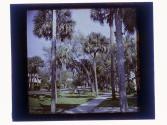 [Residential neighborhood with palm trees, Florida]