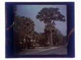 [House and trees]
