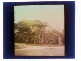 [Tree bent over road]