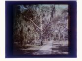 [Trees along sidewalk]