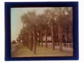 [Two lines of palm trees]