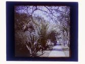 [Florida landscape]