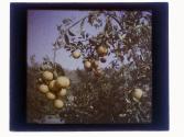 [Florida fruit trees]