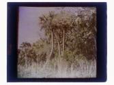 More Jungle, St. Petersburg, Florida