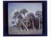 [Florida landscape with palm trees, St. Petersburg, Florida area]