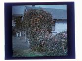 Bigonia - The "lots of it"