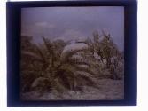 Shell Mound